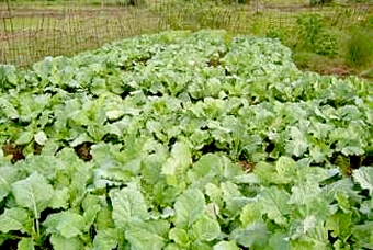 Vegetable plot