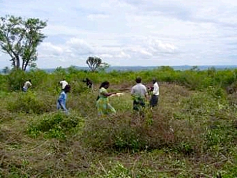 Clearing the site